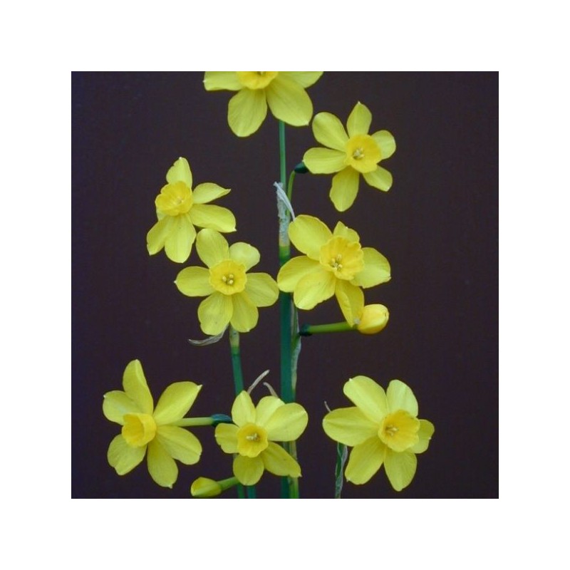 Narcissus jonquilla var. henriquesii