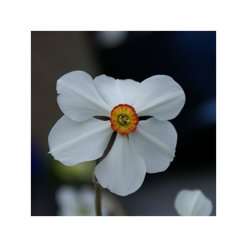 Narcissus poeticus var. recurvus