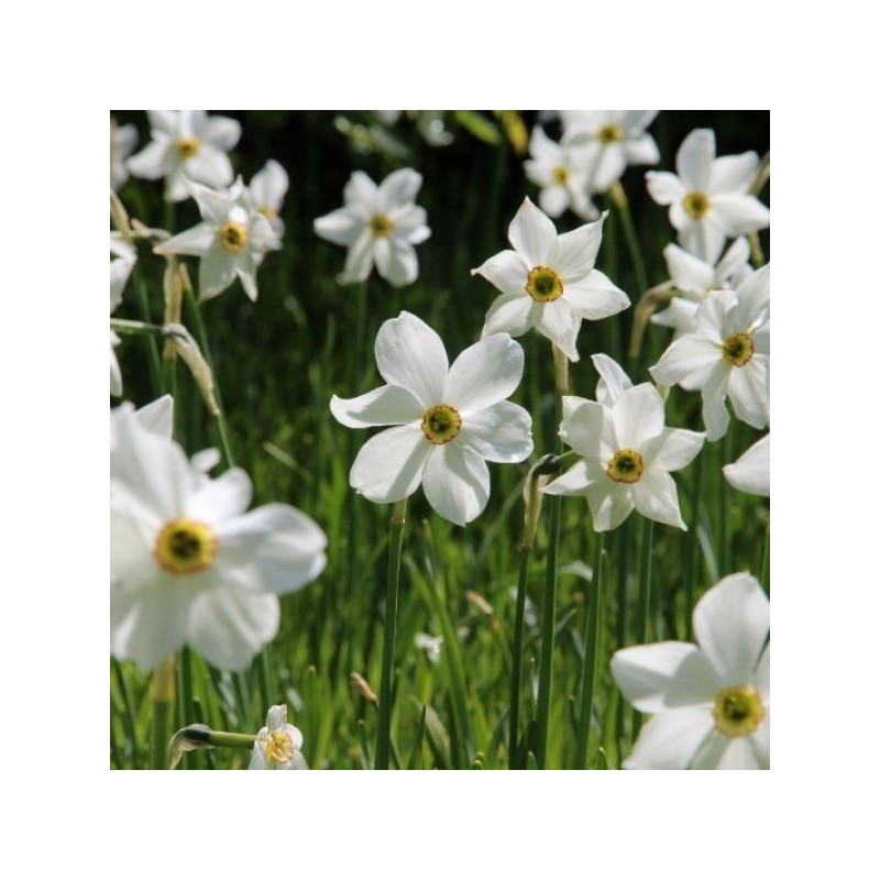 Narcissus poeticus var. recurvus