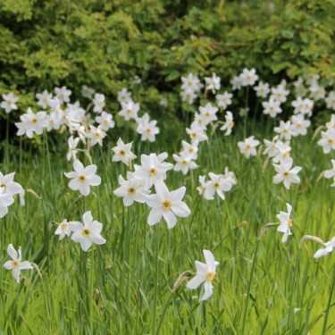 Narcissus poeticus var. recurvus