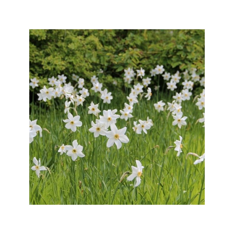 Narcissus poeticus var. recurvus