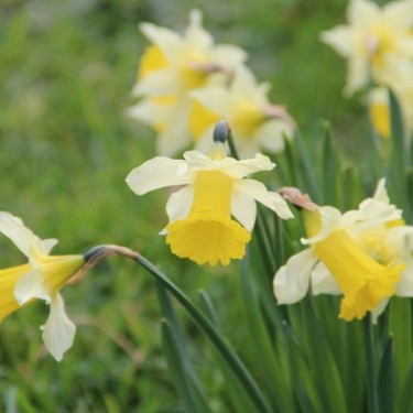Narcissus pseudonarcissus subsp. lobularis