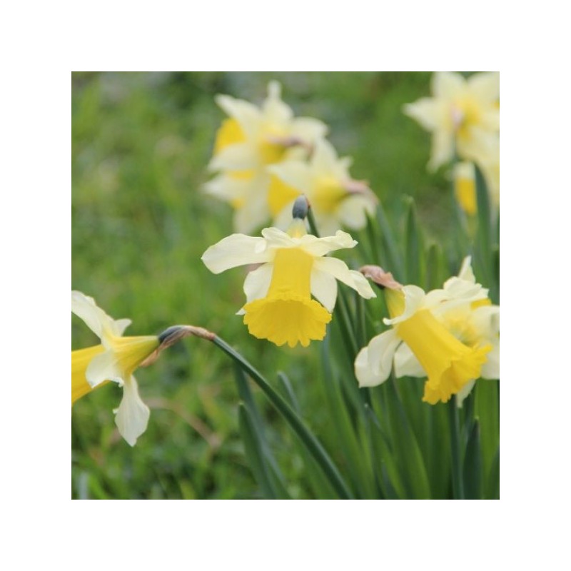 Narcissus pseudonarcissus subsp. lobularis