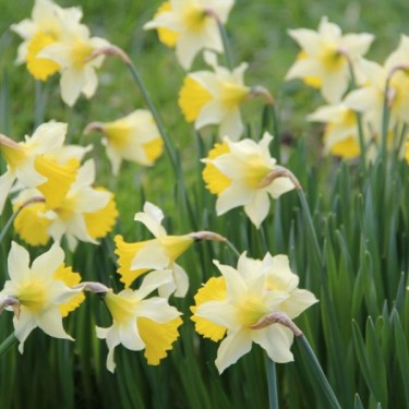 Narcissus pseudonarcissus subsp. lobularis