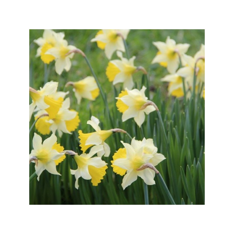 Narcissus pseudonarcissus subsp. lobularis