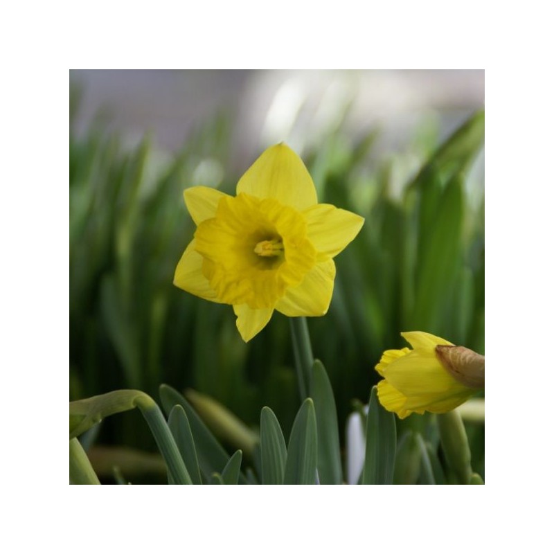 Narcissus pseudonarcissus subsp. obvallaris