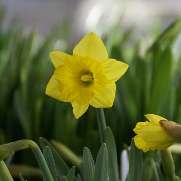 Narcissus pseudonarcissus subsp. obvallaris