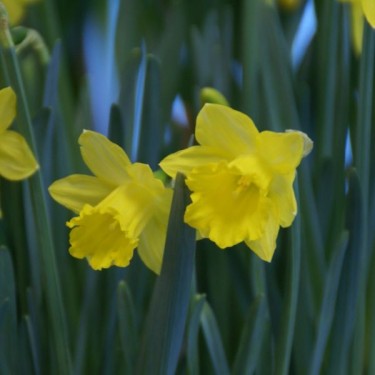 Narcissus pseudonarcissus subsp. obvallaris