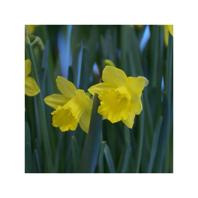 Narcissus pseudonarcissus subsp. obvallaris