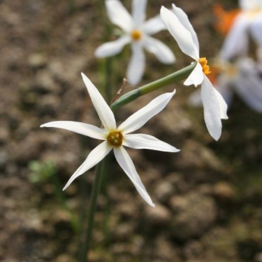 Narcissus serotinus