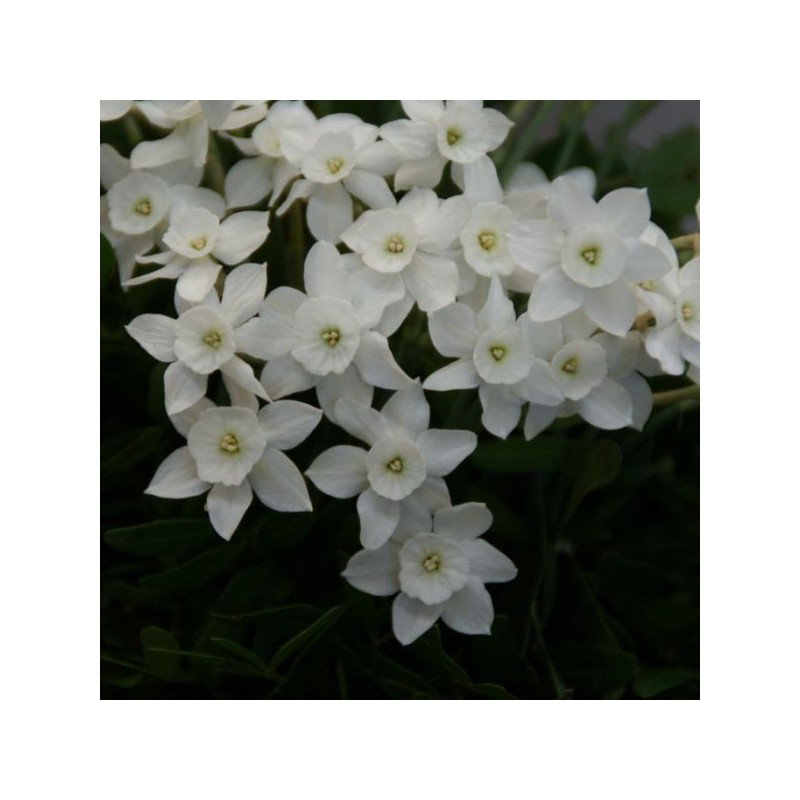 Narcissus watieri Narcissus watieri