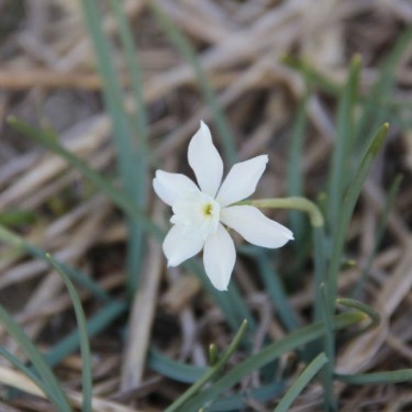 Narcissus watieri Narcissus watieri