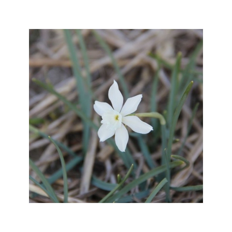 Narcissus watieri Narcissus watieri