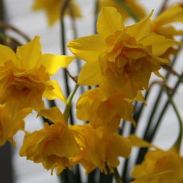 Narcissus x odorus 'Plenus'