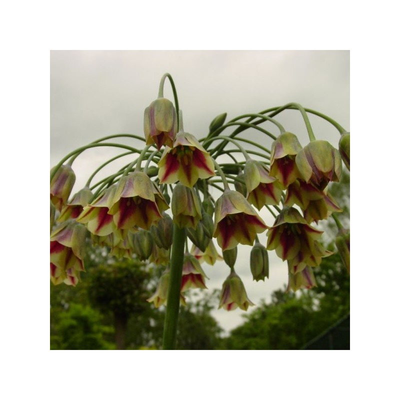 Nectaroscordum siculum subsp. bulgaricum
