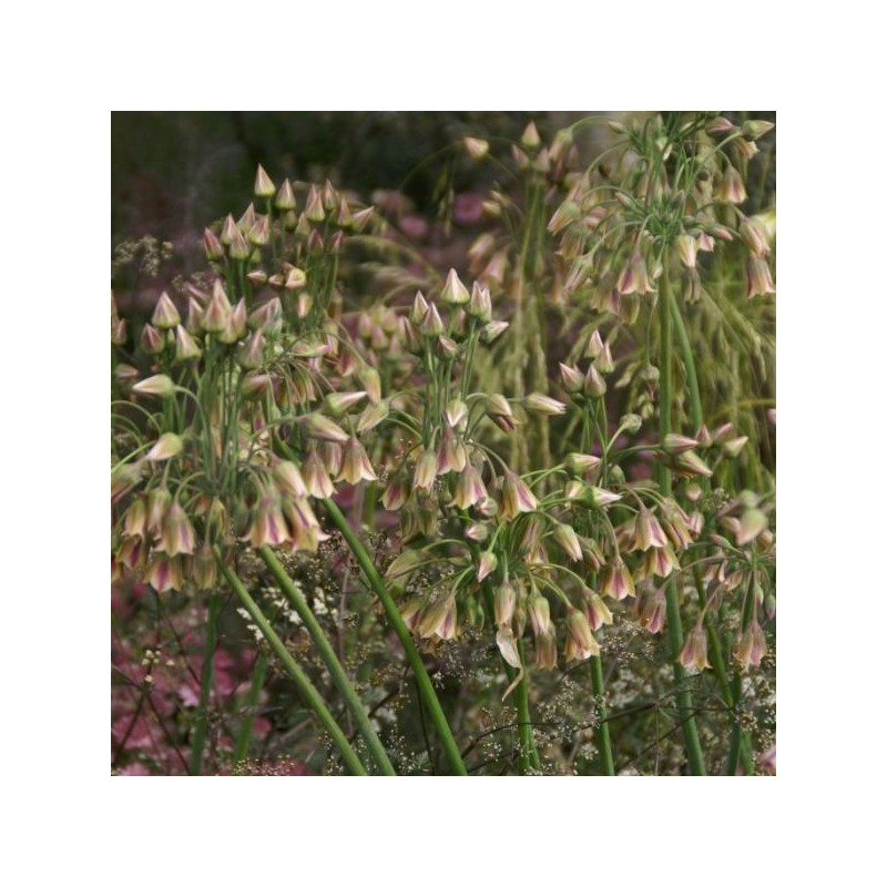 Nectaroscordum siculum subsp. bulgaricum