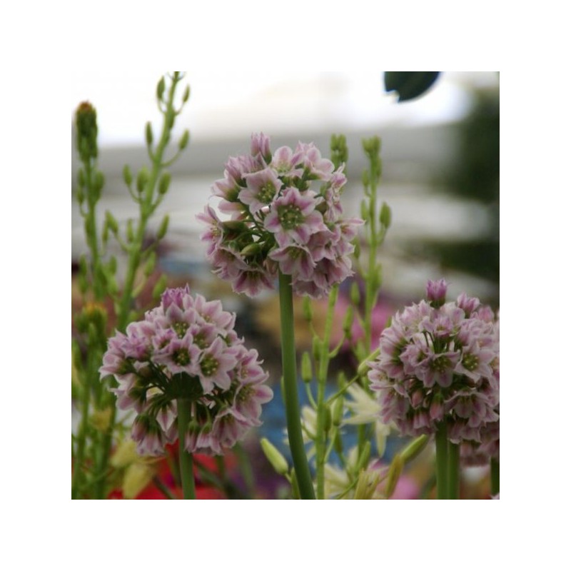 Nectaroscordum tripedale