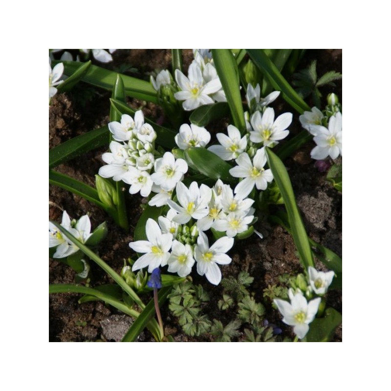Ornithogalum balansae