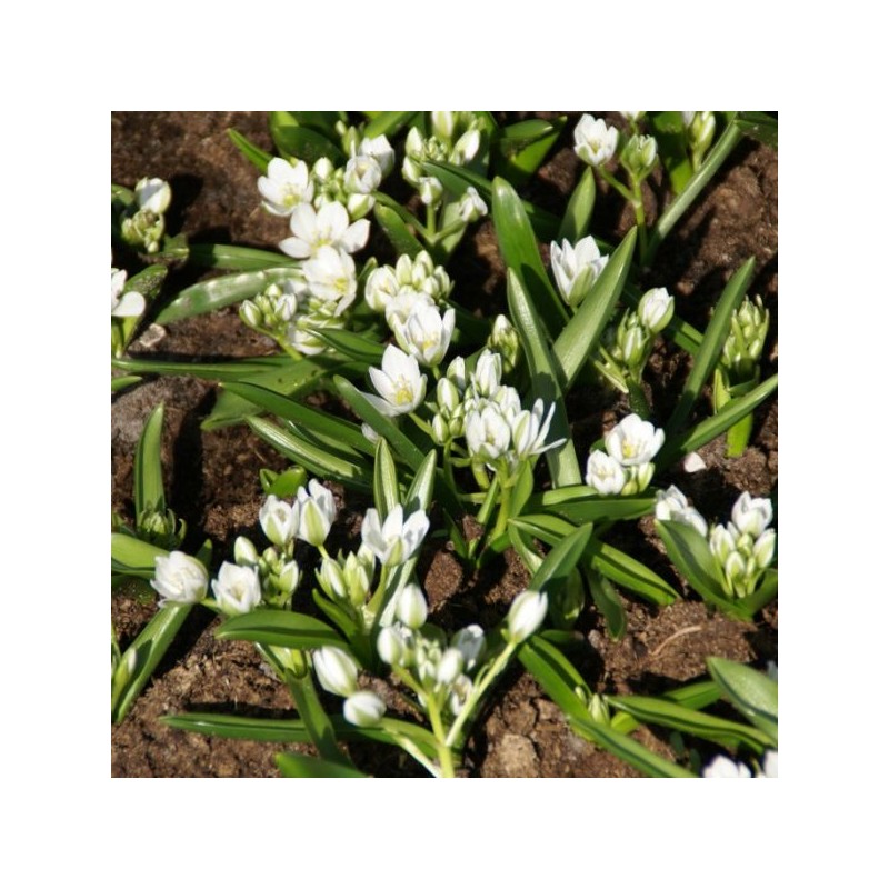 Ornithogalum balansae