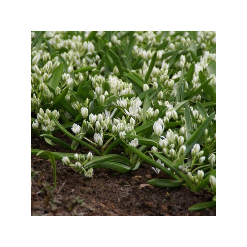 Ornithogalum balansae