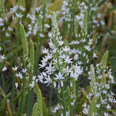 Ornithogalum magnum