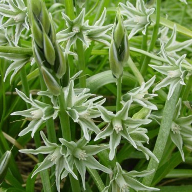 Ornithogalum nutans