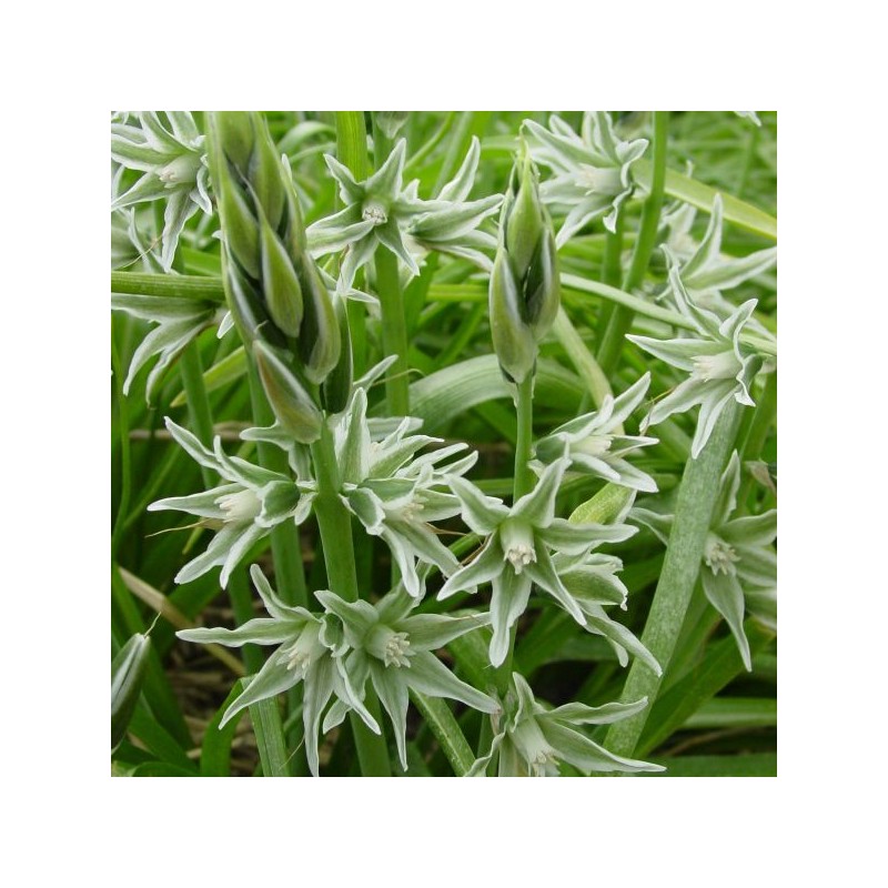 Ornithogalum nutans