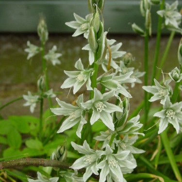 Ornithogalum nutans