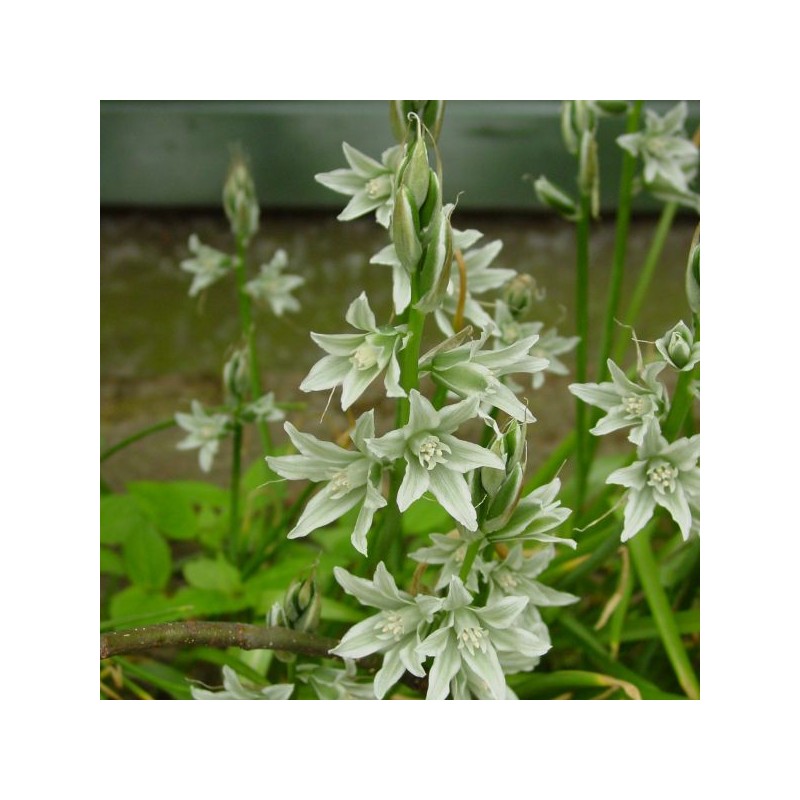 Ornithogalum nutans