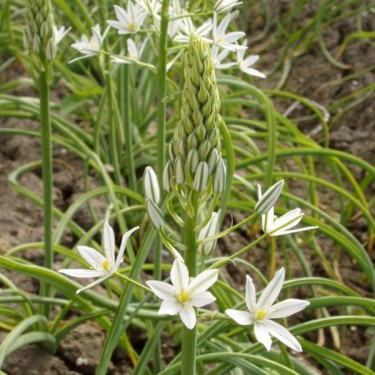 Ornithogalum ponticum 'Sochii'