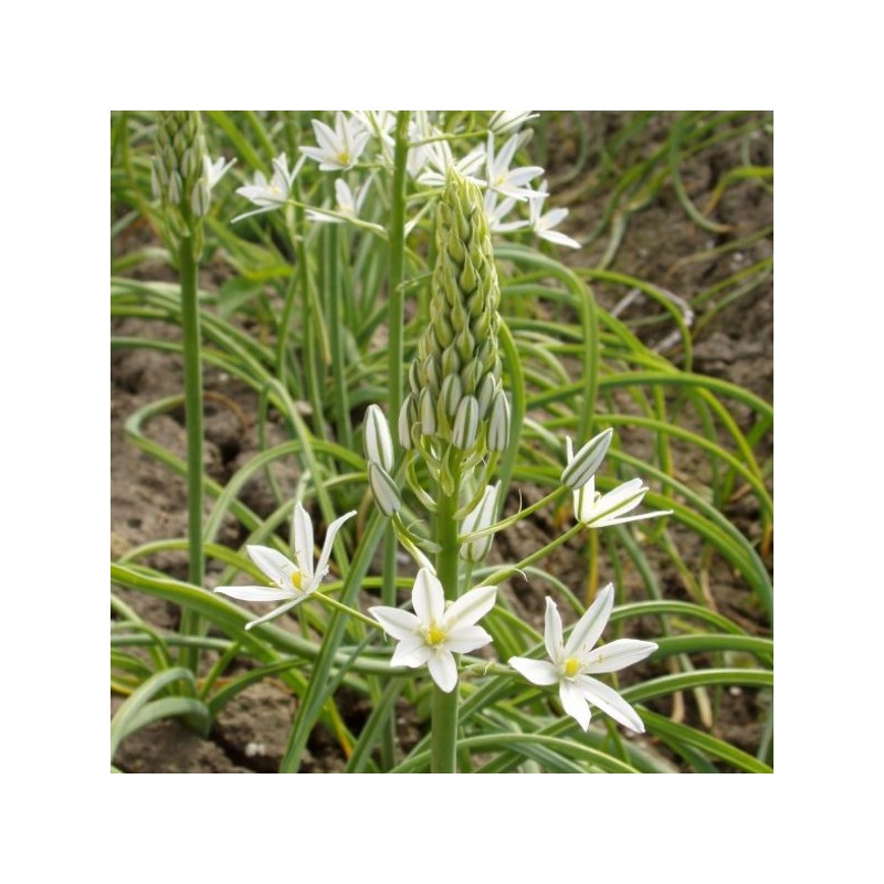 Ornithogalum ponticum 'Sochii'