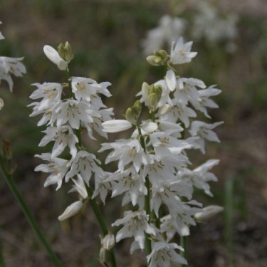 Ornithogalum reverchonii