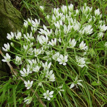 Ornithogalum umbellatum
