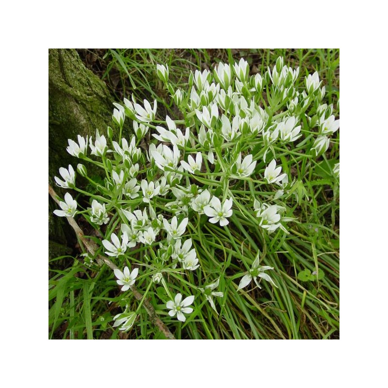 Ornithogalum umbellatum