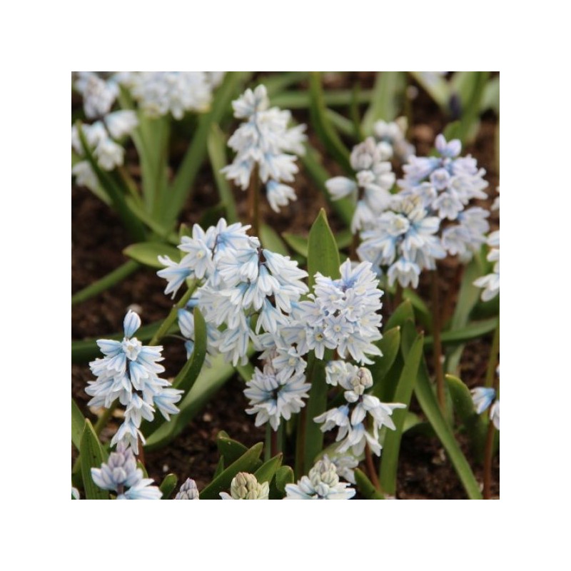 Puschkinia scilloides var. libanotica