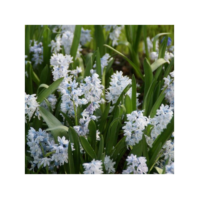 Puschkinia scilloides var. libanotica