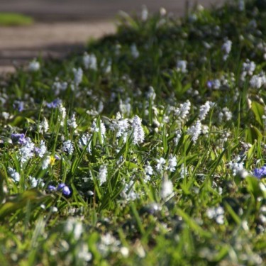 Puschkinia scilloides var. libanotica