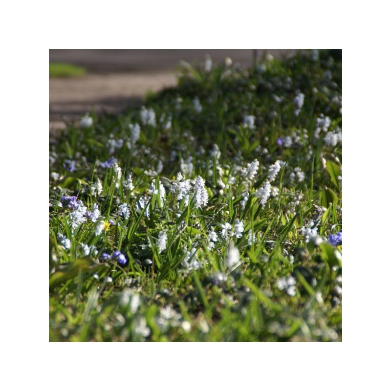 Puschkinia scilloides var. libanotica