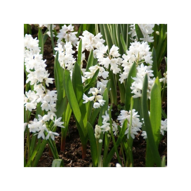 Puschkinia scilloides var. libanotica 'Alba'