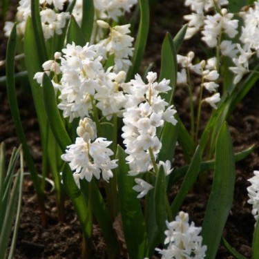 Puschkinia scilloides var. libanotica 'Alba'