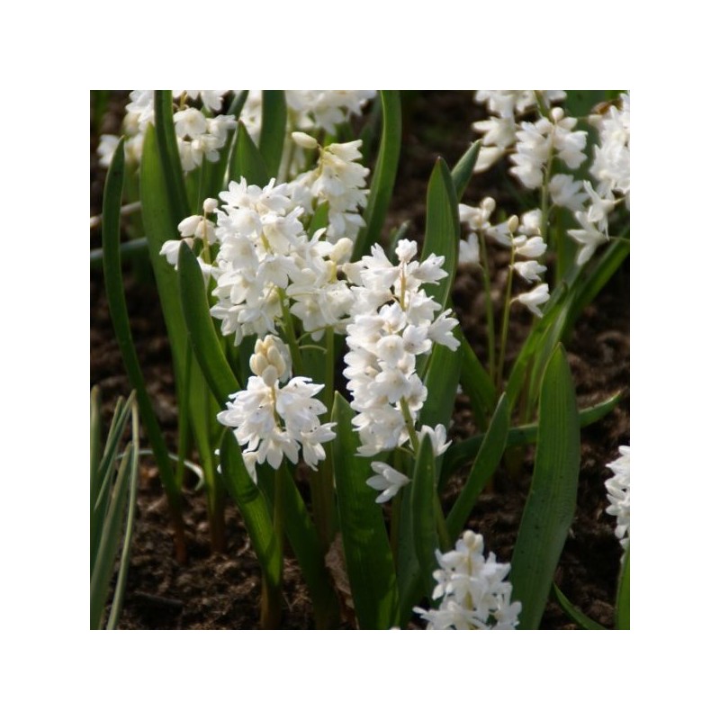 Puschkinia scilloides var. libanotica 'Alba'