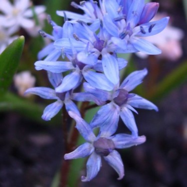 Scilla bifolia