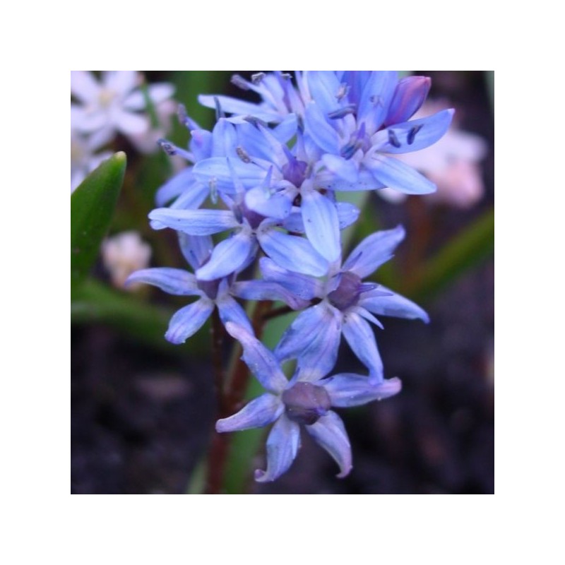Scilla bifolia