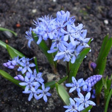 Scilla bifolia