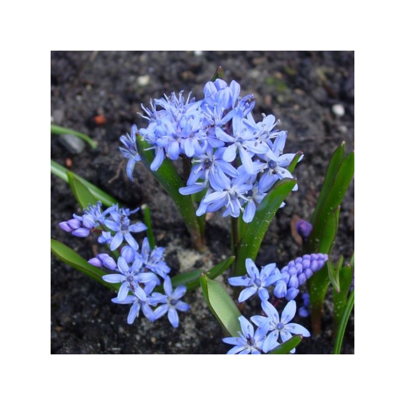 Scilla bifolia