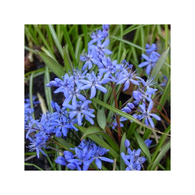 Scilla bifolia