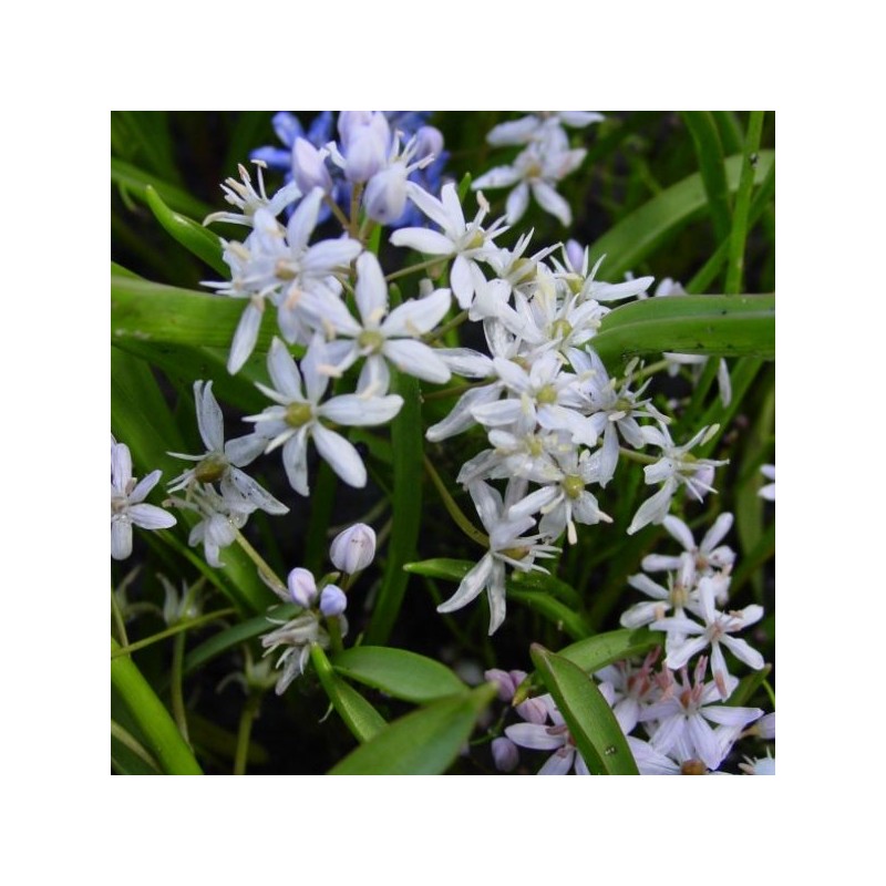 Scilla bifolia 'Rosea'