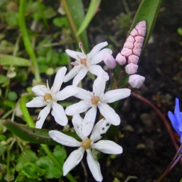 Scilla bifolia 'Rosea'