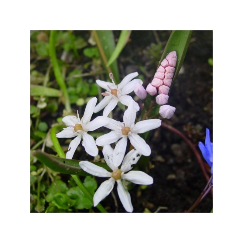 Scilla bifolia 'Rosea'