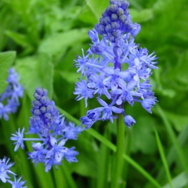 Scilla litardierei